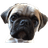IGGY emblem