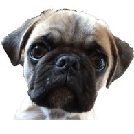 IGGY emblem