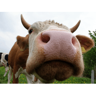 EEKI emblem