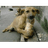GUGUS emblem