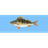 OKON emblem