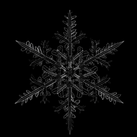 BLSSS emblem