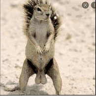 FNUTS emblem