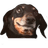 GOVN0 emblem