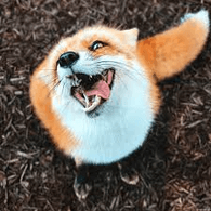 FOXEN emblem