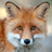 FOXY_ emblem