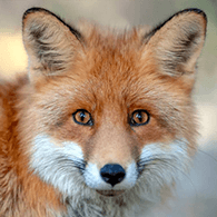 FOXY_ emblem