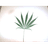 ZAM emblem