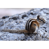 WKDPD emblem