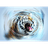 DBFE emblem