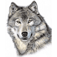 TLSF emblem
