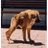 JOFAR emblem