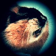 OLZA emblem