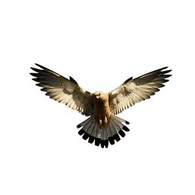 KLECH emblem
