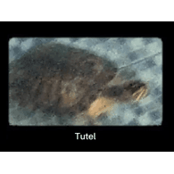 TUTEL emblem