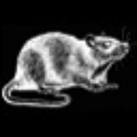 KRYSY emblem