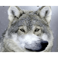 11733 emblem
