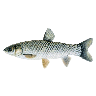 RYBKA emblem