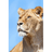 D_RKK emblem