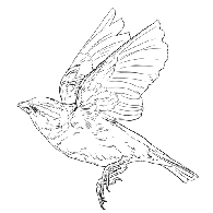 BERDO emblem