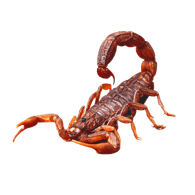 SKORN emblem