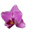 W_H_S emblem