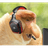 J-_-G emblem