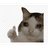 NSTT emblem
