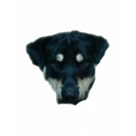 PUNKA emblem
