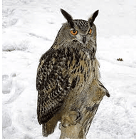 1OWL emblem