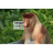 SMY emblem