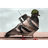 SCOP emblem