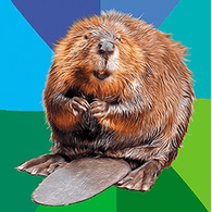 B0BRR emblem