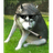 NAST_ emblem