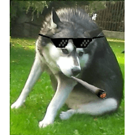NAST_ emblem