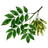 YASEN emblem
