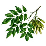 YASEN emblem
