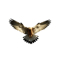 KONZ emblem