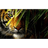 WGPTD emblem