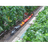 TOTRA emblem