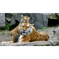 9TIGR emblem