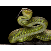 5NAKE emblem