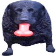 PINIS emblem