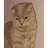 PUSSI emblem