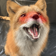 FOXDP emblem