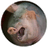 CHAPA emblem