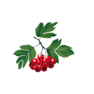 _KLN_ emblem