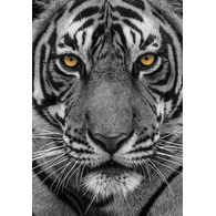 BTFF emblem