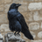 CROWT emblem