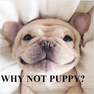 PUPPY emblem